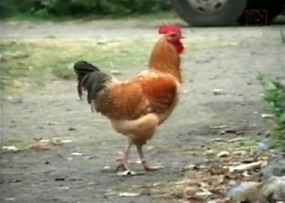 GALLINAS (3)  CAMPESINOS